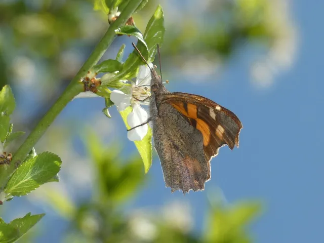 Libythea celtis - csőröslepke