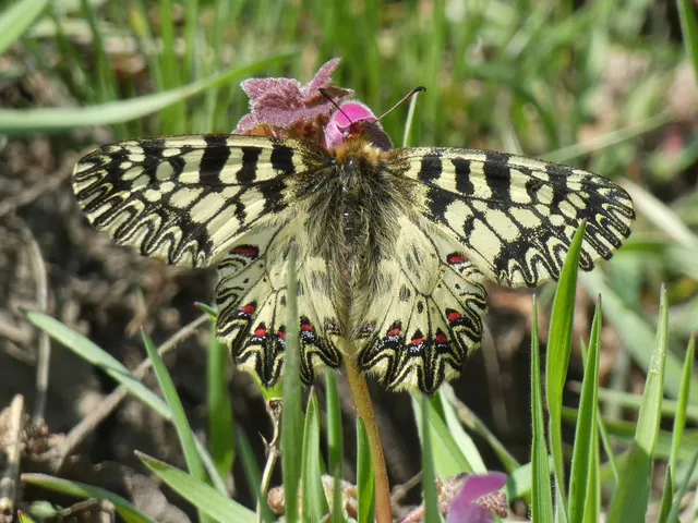 Zerynthia polyxena - farkasalmalepke