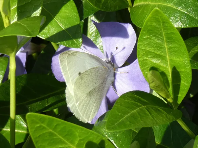 Pieris rapae - répalepke