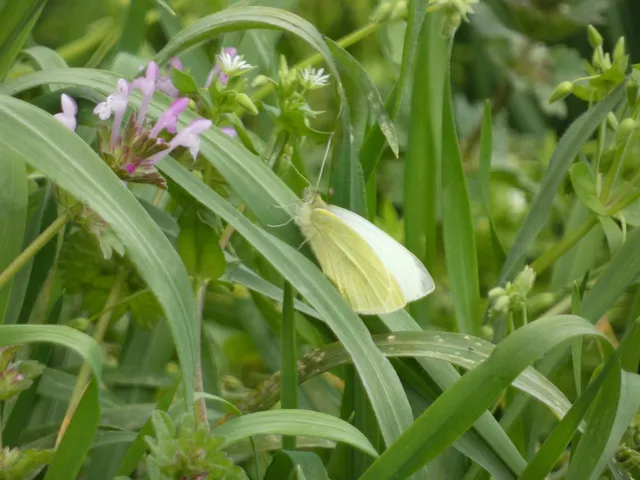 Pieris rapae - répalepke