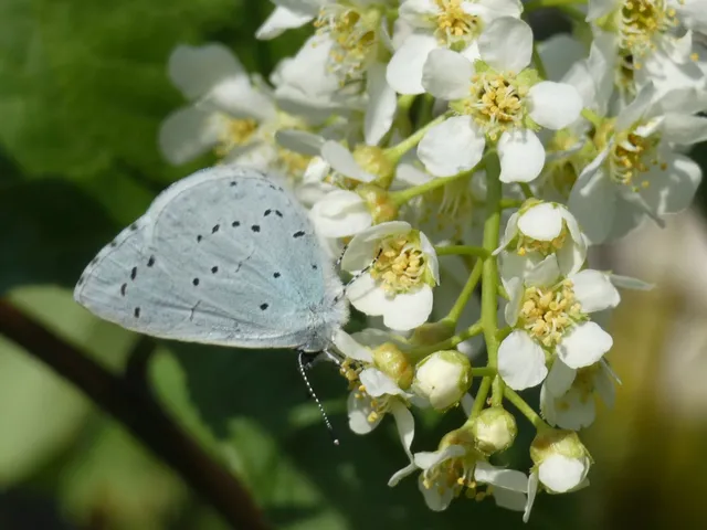 Celastrina argiolus - bengeboglárka