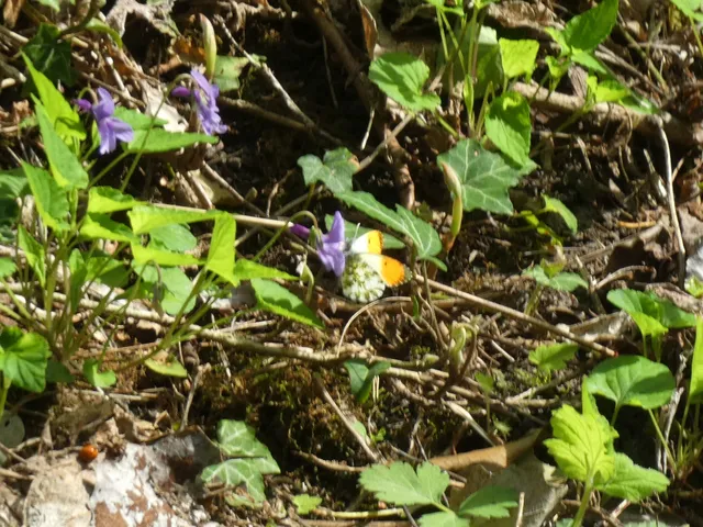 Anthocharis cardamines - hajnalpírlepke