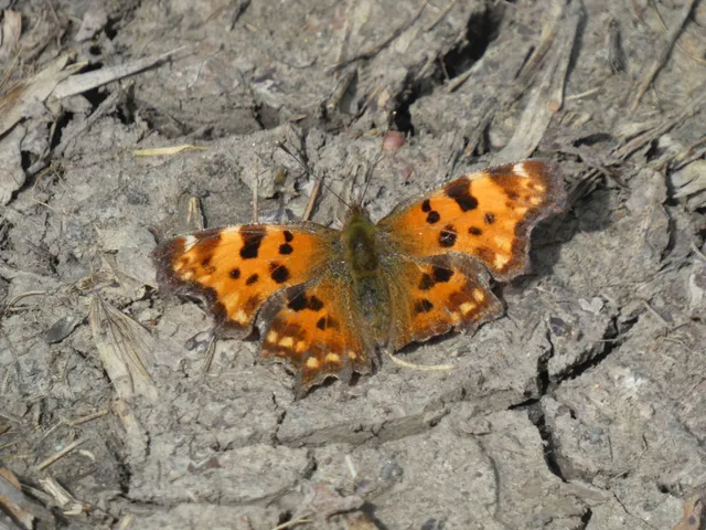 Nymphalis c-album - C-betűs lepke