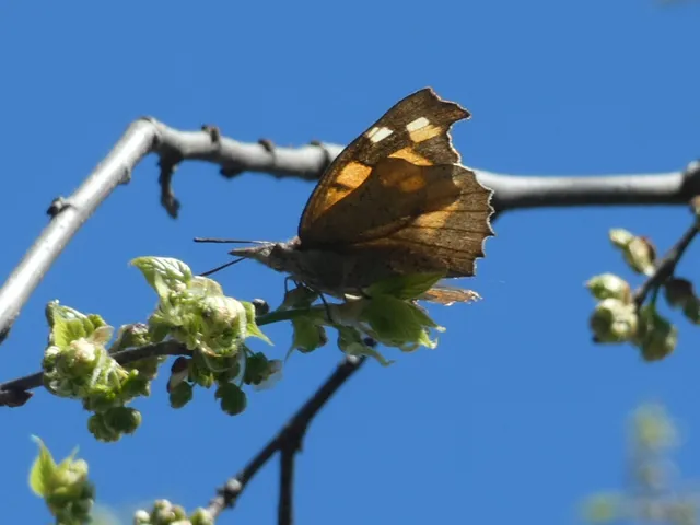 Libythea celtis - csőröslepke