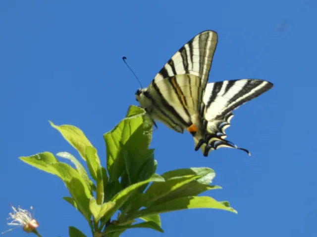 Iphiclides podalirius - kardoslepke
