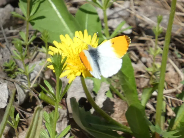 Anthocharis cardamines - hajnalpírlepke