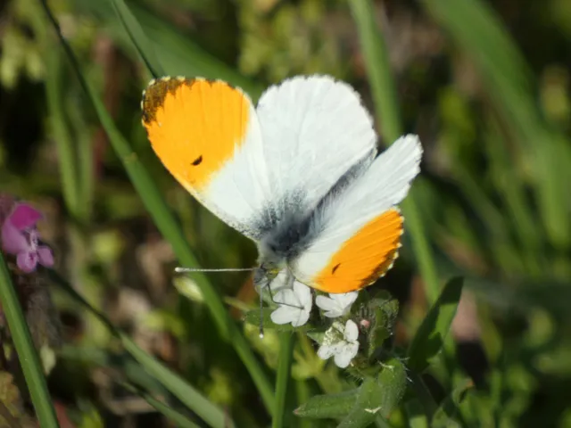 Anthocharis cardamines - hajnalpírlepke