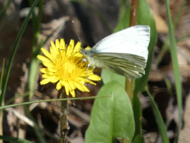Pieris napi - repcelepke