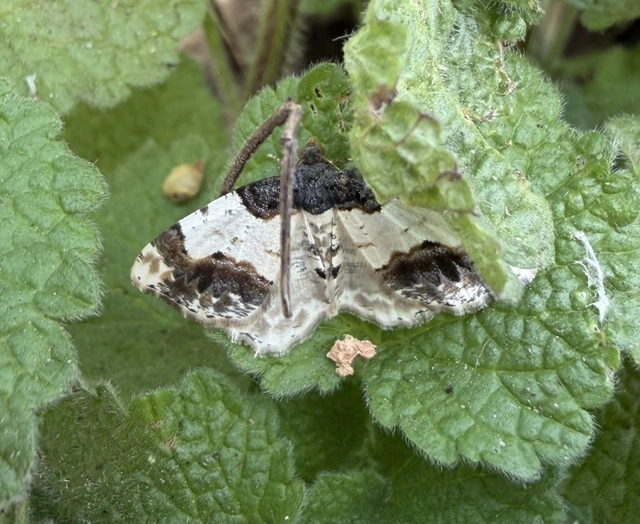 Ligdia adustata - barna levélaraszoló