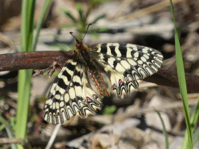 Zerynthia polyxena - farkasalmalepke