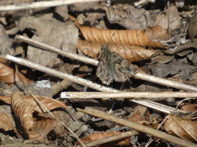 Carcharodus alceae - mályva-busalepke
