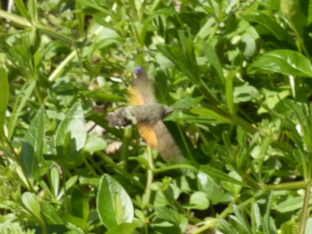 Macroglossum stellatarum - kacsafarkú szender