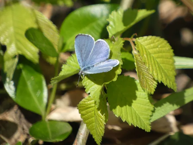 Celastrina argiolus - bengeboglárka