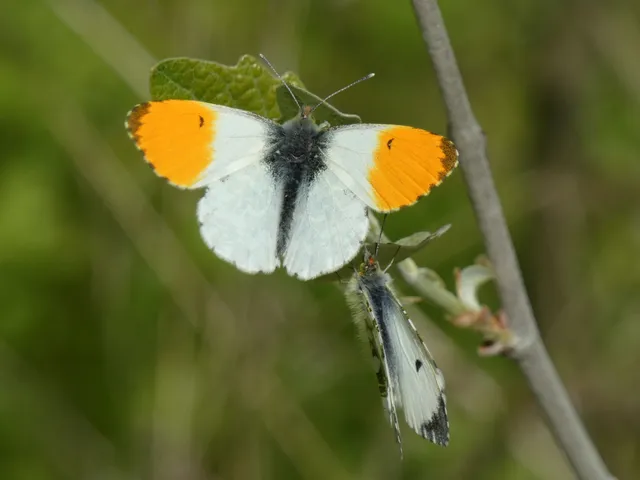 Anthocharis cardamines - hajnalpírlepke