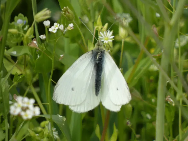 Pieris rapae - répalepke