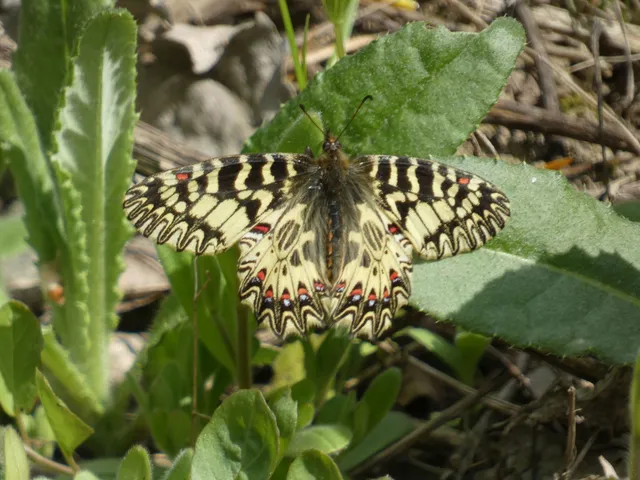 Zerynthia polyxena - farkasalmalepke