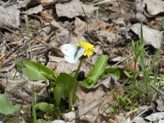 Pieris napi - repcelepke