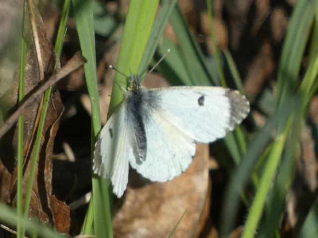Anthocharis cardamines - hajnalpírlepke