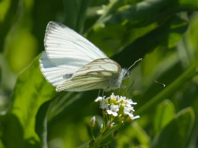 Pieris napi - repcelepke
