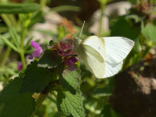 Pieris rapae - répalepke