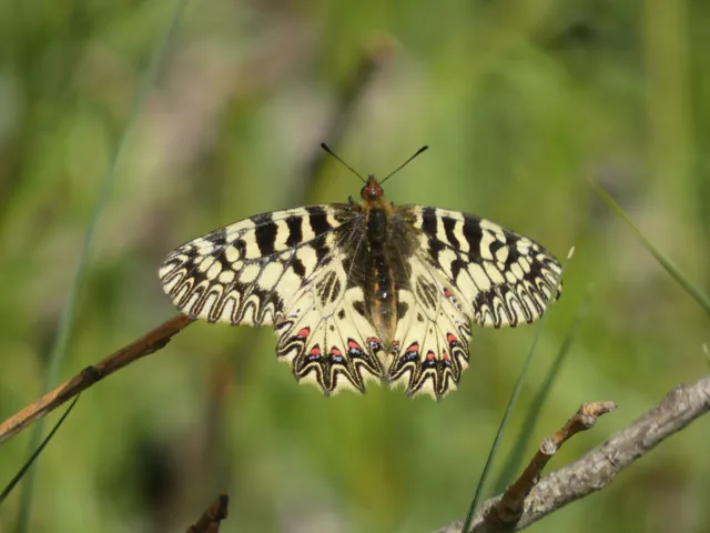 Zerynthia polyxena - farkasalmalepke