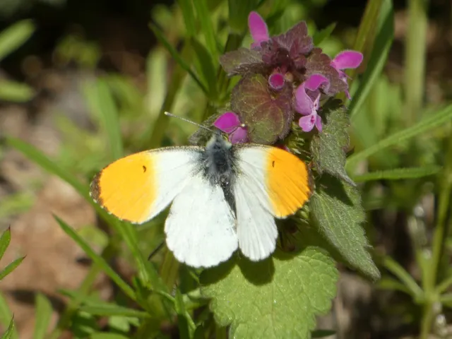 Anthocharis cardamines - hajnalpírlepke