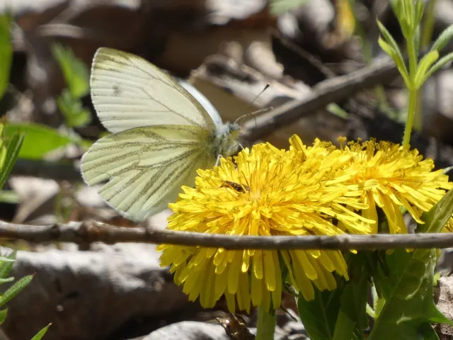 Pieris napi - repcelepke