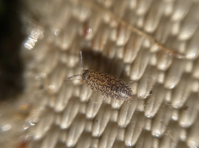 Isopoda - Ászkarákok
