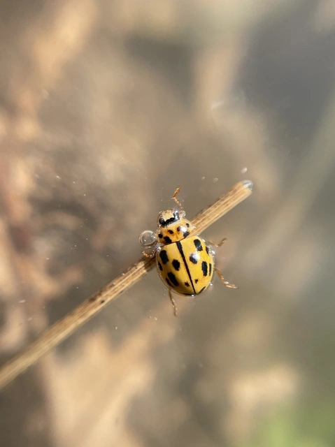 Propylea quatuordecimpunctata - tizennégypettyes füsskata