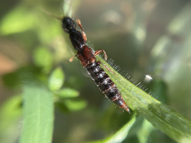 Othius punctulatus - nagy avarholyva