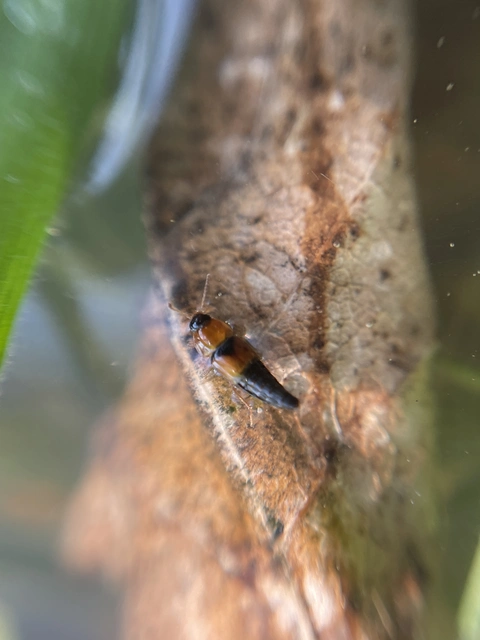 Tachyporus solutus - vöröshátú kószaholyva