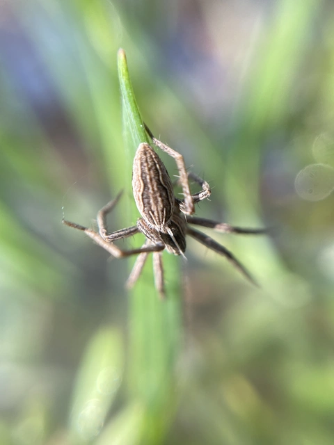 Pisaura mirabilis - csodáspók