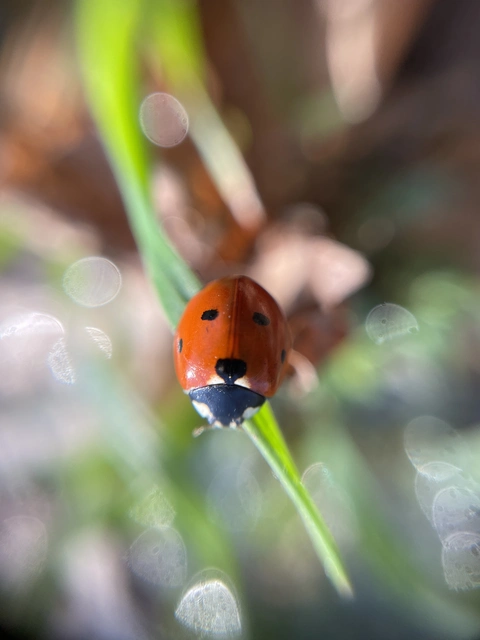 Coccinella septempunctata - hétpettyes katica
