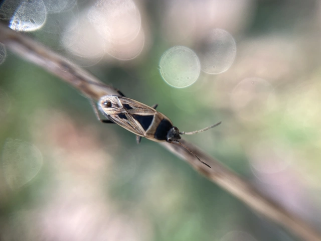 Xanthochilus quadratus - szegélyes díszesbodobács