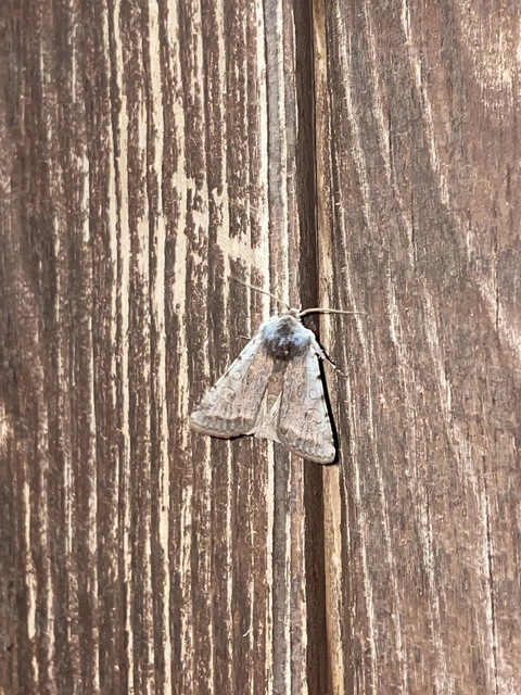 Cerastis rubricosa - vörhenyes tavaszibagoly