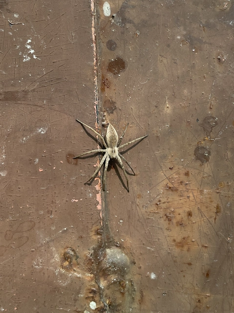 Pisaura mirabilis - csodáspók