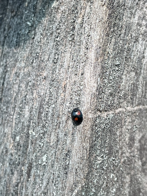 Exochomus quadripustulatus - négyfoltos szerecsenkata