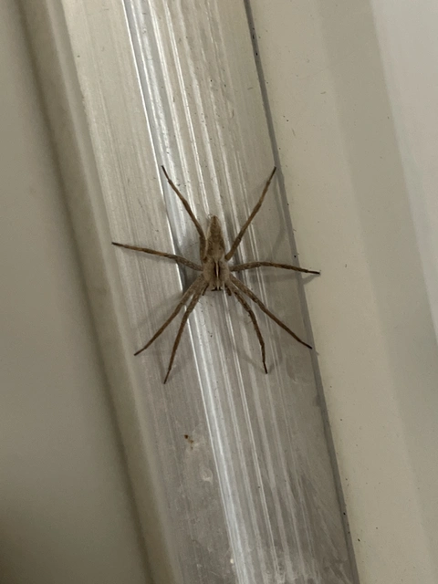 Pisaura mirabilis - csodáspók