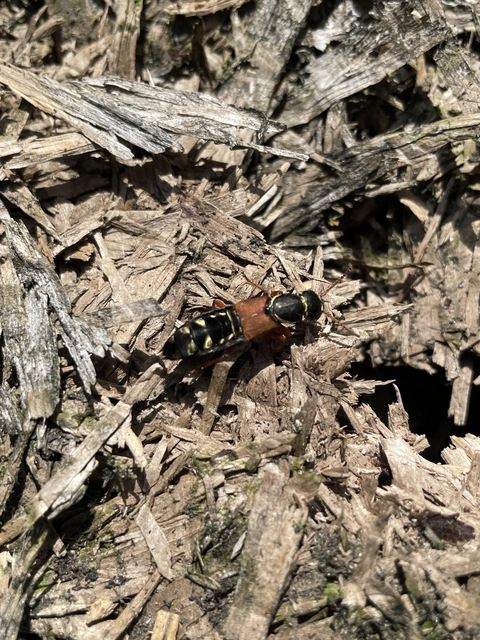 Staphylinus caesareus - aranysujtásos holyva