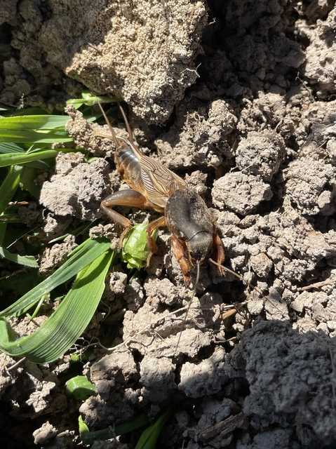 Gryllotalpa
