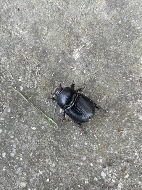Pentodon idiota - butabogár