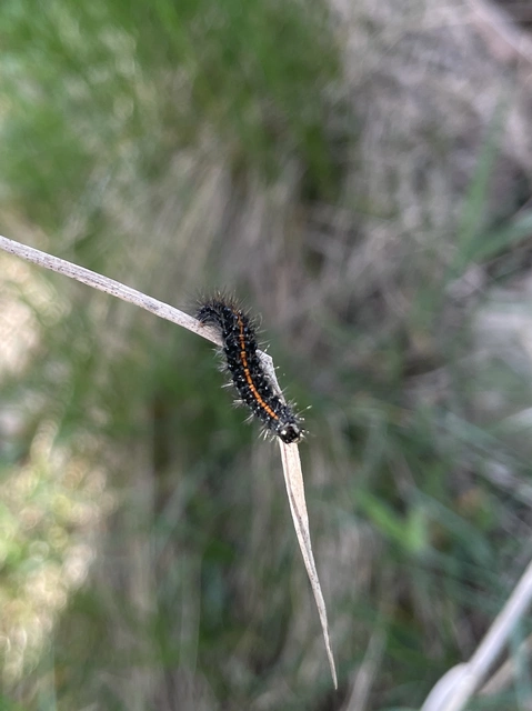 Spiris striata - csíkos molyszövő