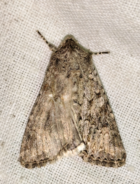 Hadula trifolii - lóherebagoly