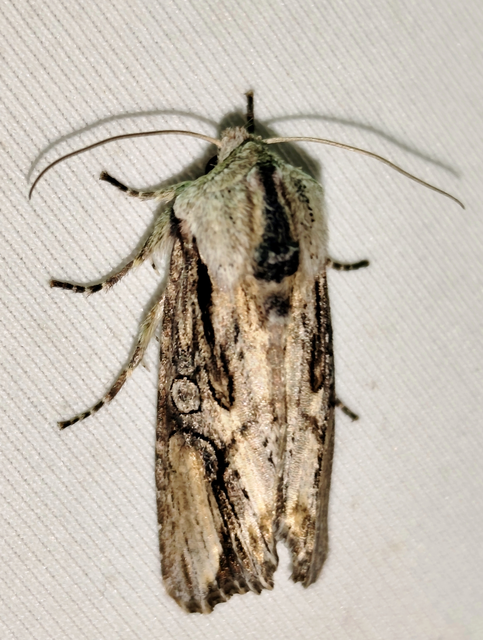 Egira conspicillaris - változékony szürkebagoly