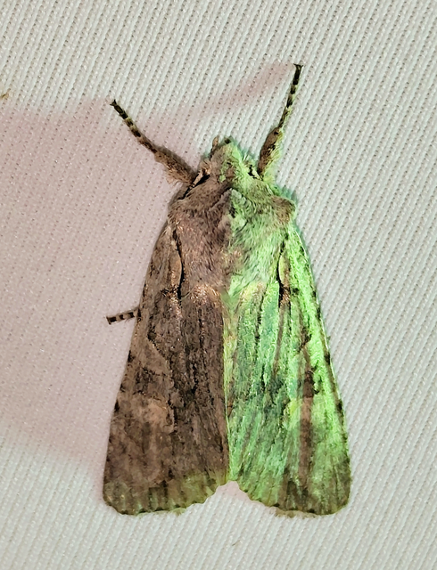 Lithophane ornitopus - közönséges fabagoly
