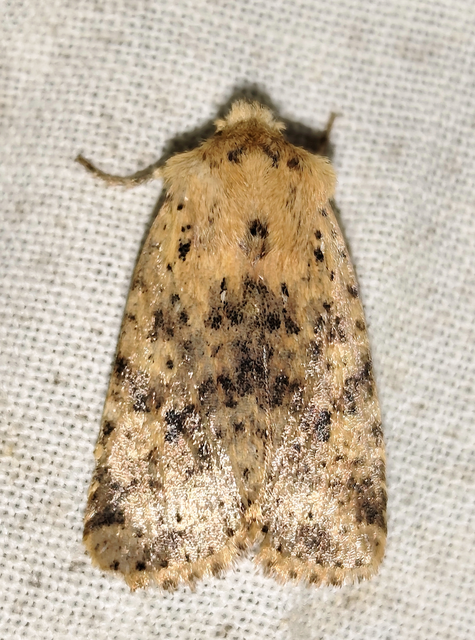 Conistra rubiginea - vörös őszibagoly