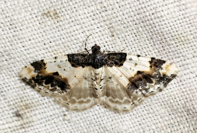 Ligdia adustata - barna levélaraszoló