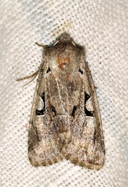 Orthosia gothica - feketefoltos barkabagoly