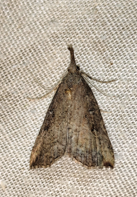 Hypena rostralis - közönséges karcsúbagoly