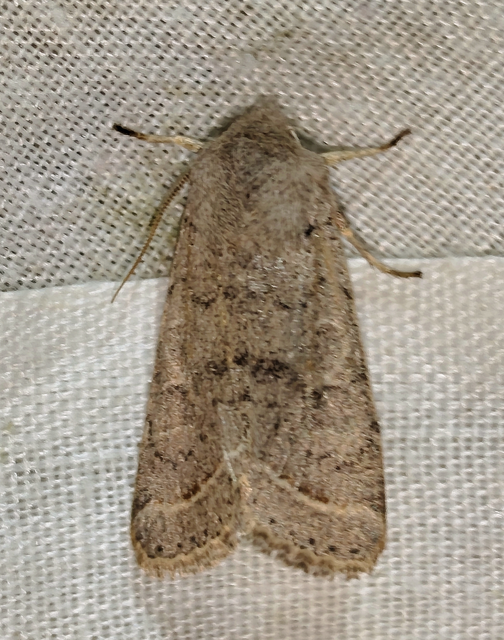 Orthosia cerasi - közepes barkabagoly